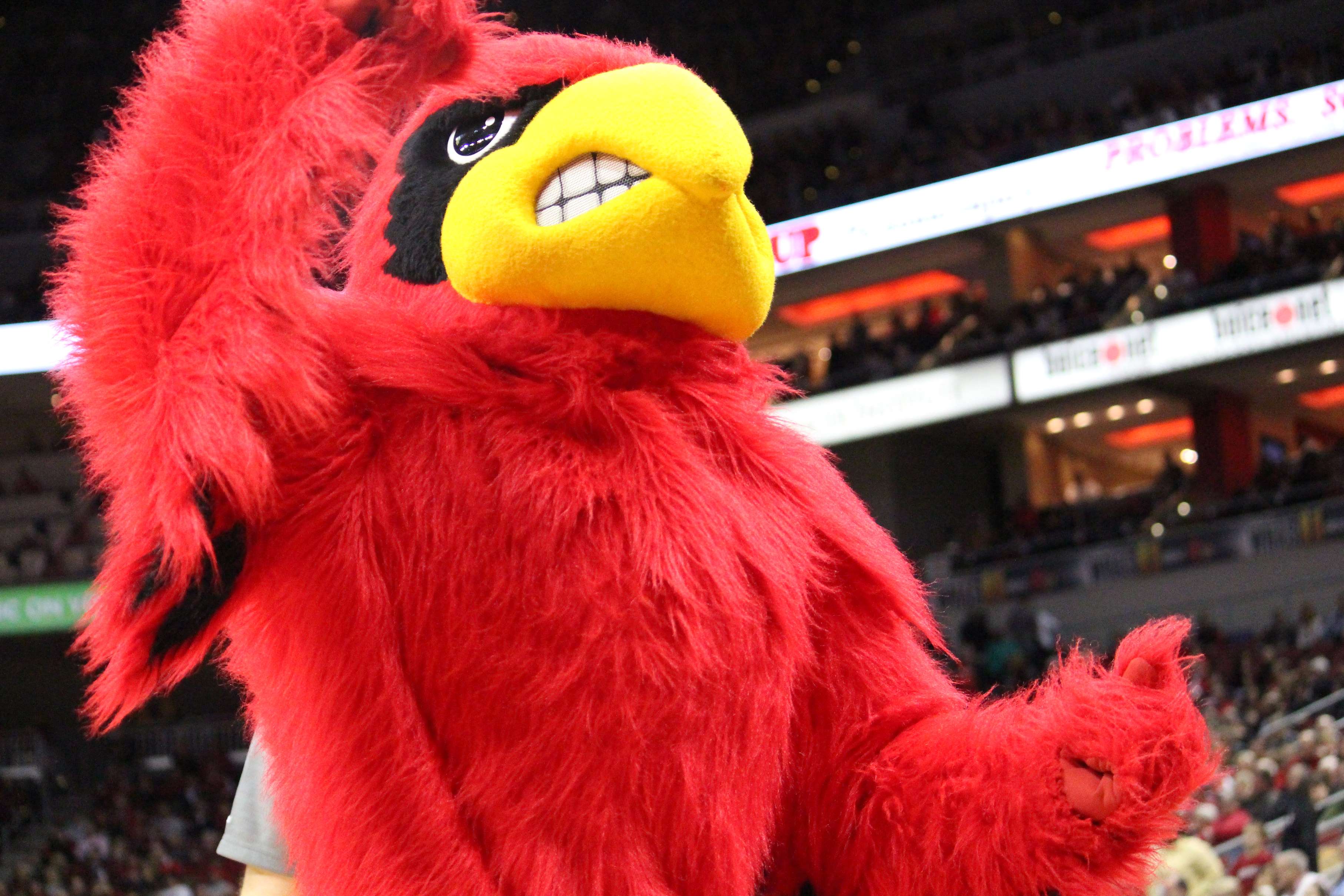 Louie the Cardinal Louisville Basketball Bird Photo by Mike Lindsay