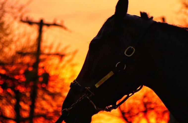 Churchill Downs, Horse, Backside, Sunset