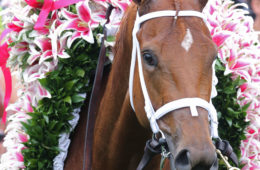 Monomoy Girl